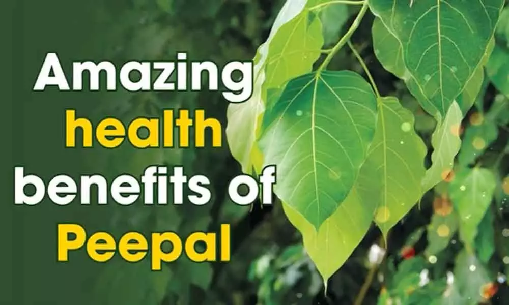 Peepal Tree: 10 Amazing Medicinal Benefits