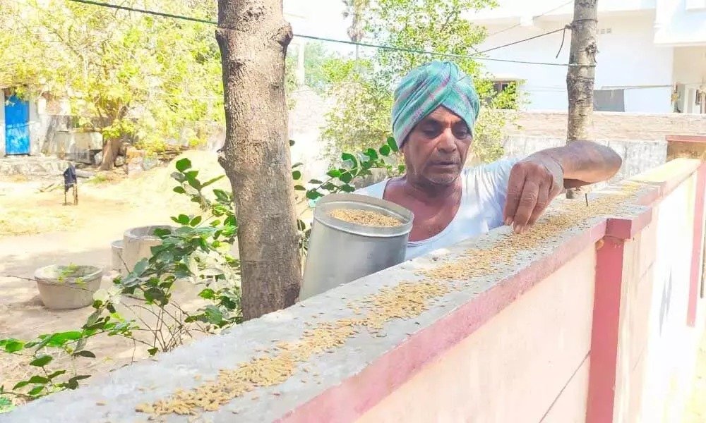 Tenant farmer Sundar Rao laying feed for his winged guests in his courtyard