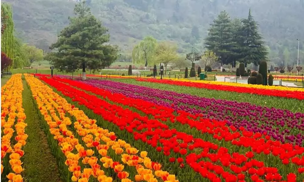 Kashmir’s majestic tulip garden to open for public today