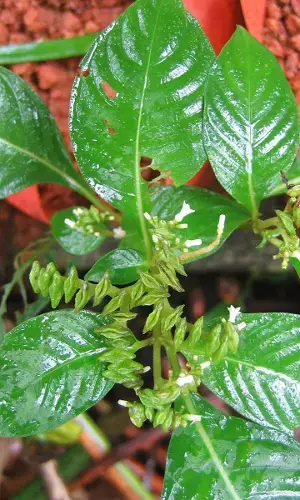 New Species Plant from Assam can help Fight Anti-Cancer Battle
