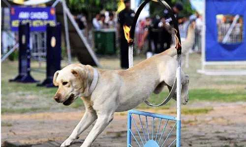 In a first, ITBP deploys retired combat canines as therapy dogs