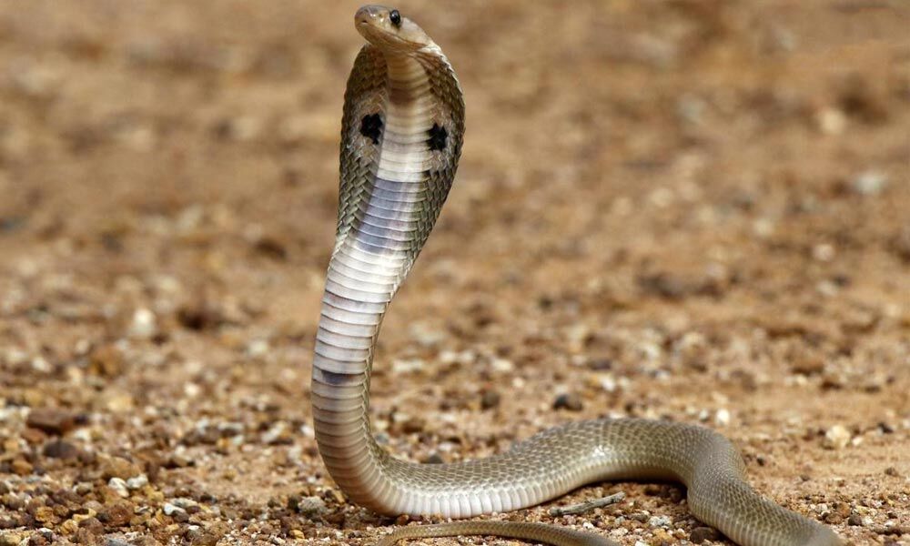 Siblings die of snake bite in Adilabad