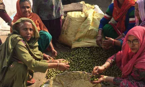 Punjab women make living out of their backyard greens