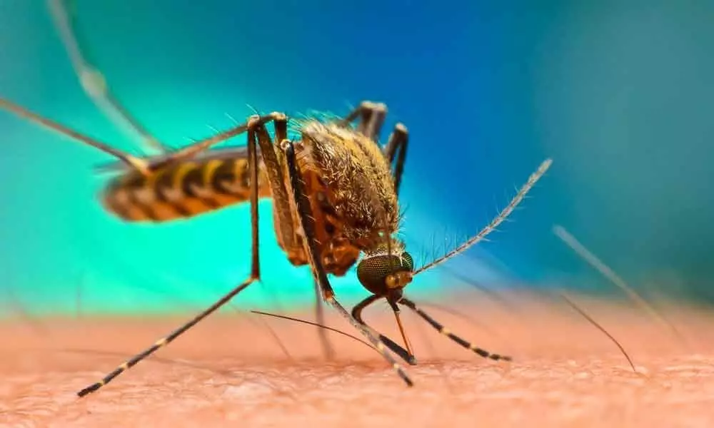 UoH researchers close in on potential Malaria cure