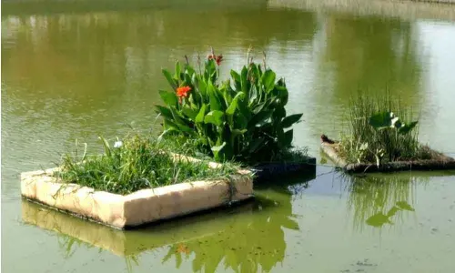 Lotus Pond facelift underway