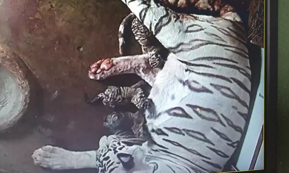 White tigress Bijaya gives birth to three cubs in Odishas Nandankanan
