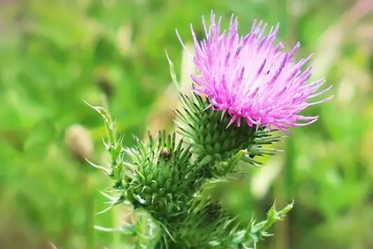 Milk Thistle