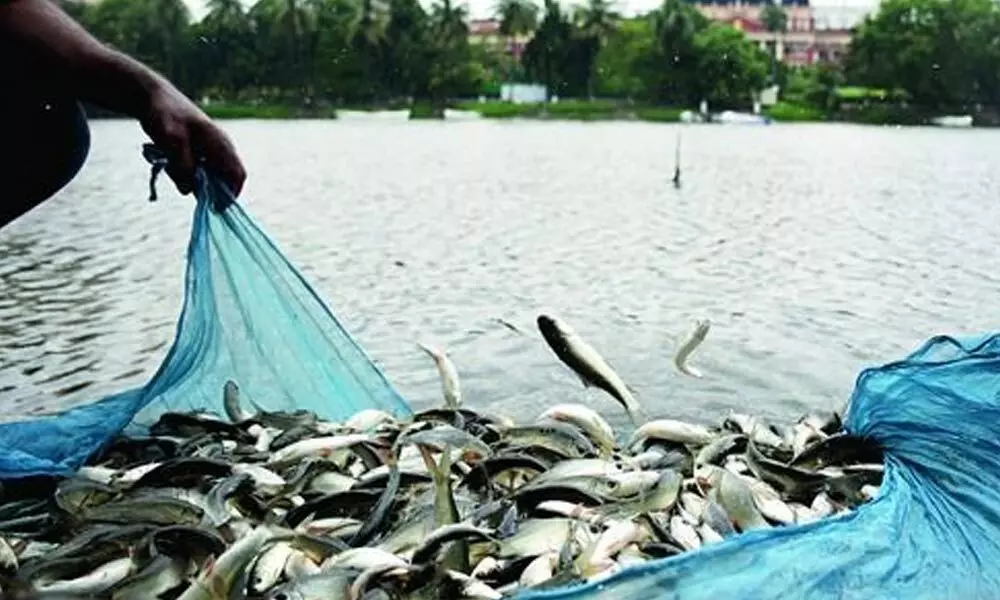 Fish raised and harvested at a reservoir in Anantapur district