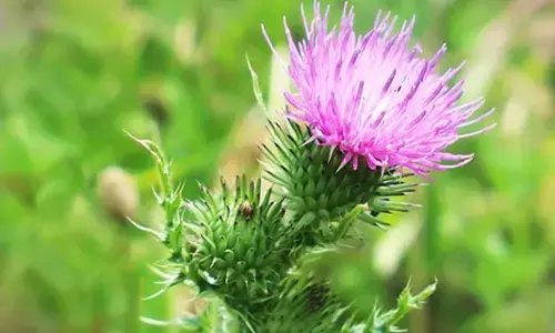 Milk Thistle