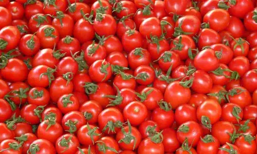 Tomato prices ease as arrivals pick up in city