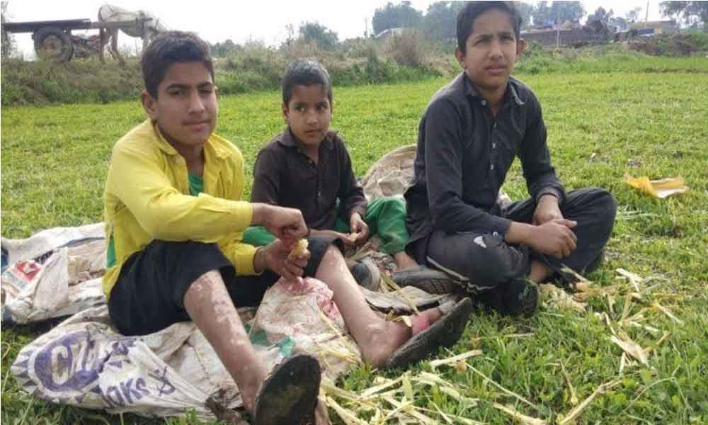 This Jammu border village is harvesting crops