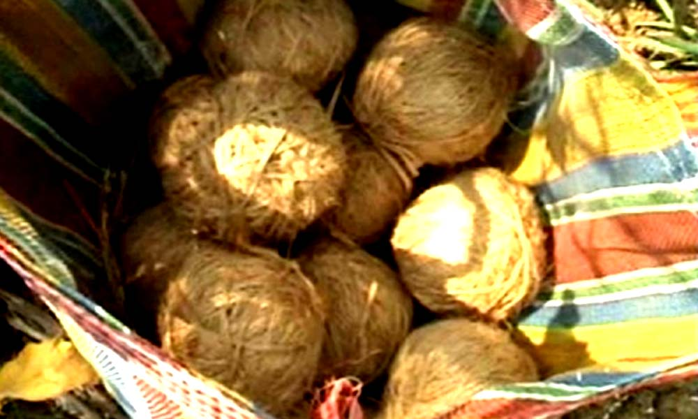 41 crude bombs recovered from Bengals South 24 Parganas