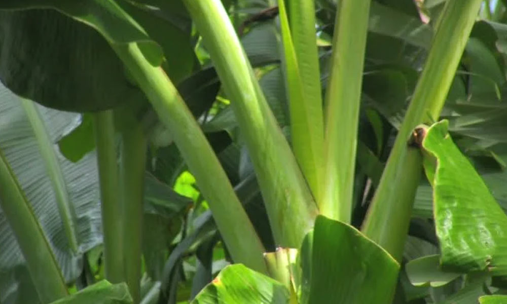 10 Amazing Benefits of Banana Stem