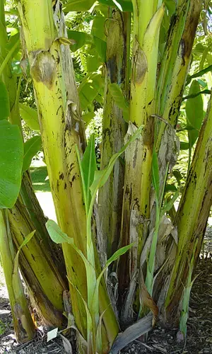 10 Amazing Benefits of Banana Stem
