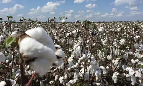 Telangana State eggs on red gram, cotton farmers