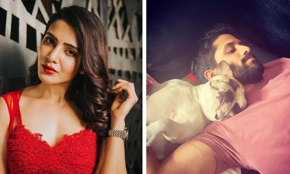 National Pet Day: Samantha Shares A Cute Video Of Her Dear Hash With Naga Chaitanya On This Special Day
