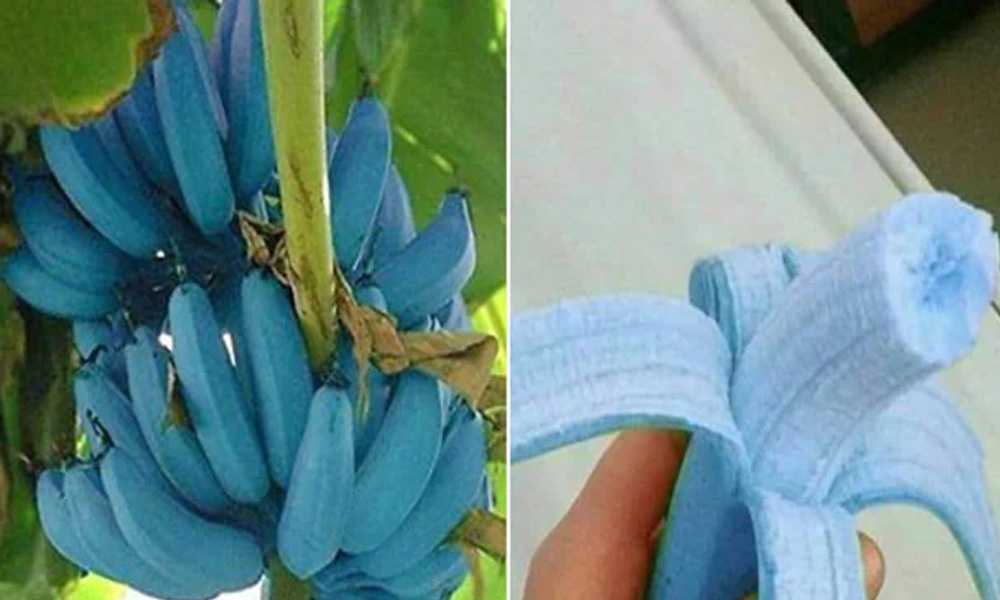 are blue java bananas native to southeast asia