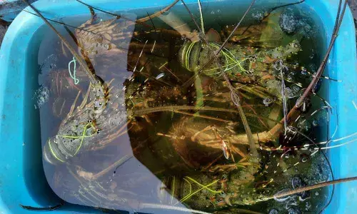 Pandemic, fuel prices put brakes on fishing in Vizag