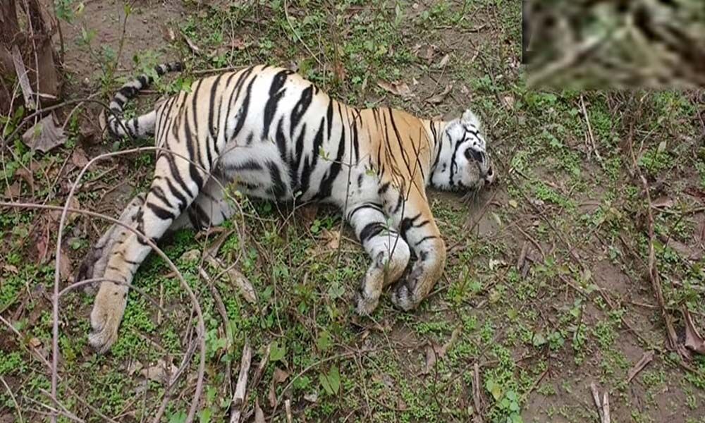 Tiger found dead in MP's Bandhavgarh reserve in Madhya Pradesh