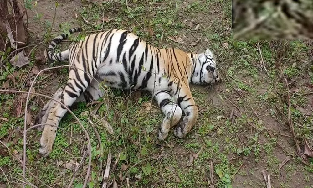 Tiger found dead in MPs Bandhavgarh reserve in Madhya Pradesh
