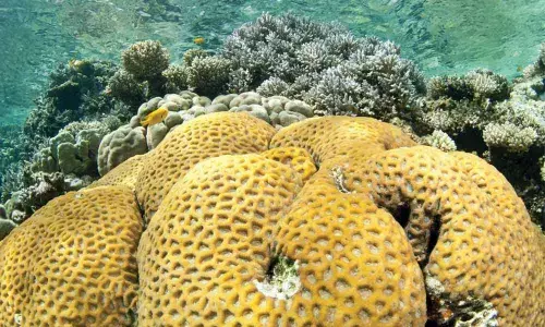 Tapping the potential of our marine wealth