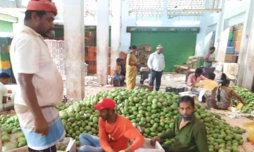 Mango prices fall and farmers hopes too