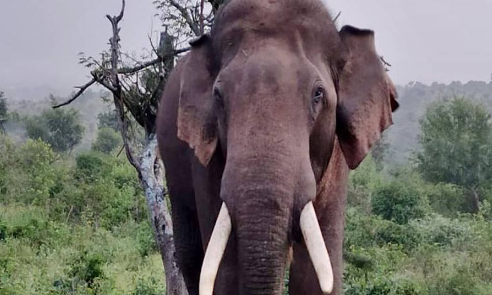 Andhra Pradesh: Man dies in an elephant attack in Chittoor