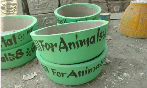 GHMC sets up water tanks for stray dogs