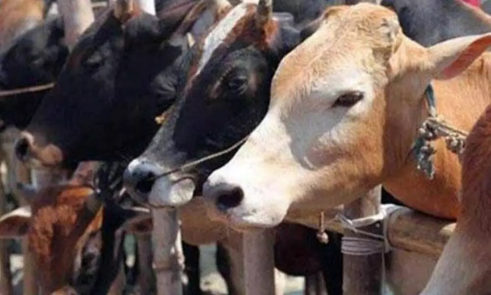 Two held for poisoning cattle in UPs Muzaffarnagar
