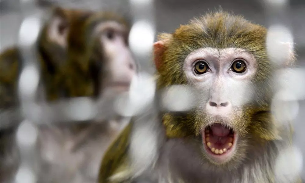 First human-monkey embryo sparks ethical debate