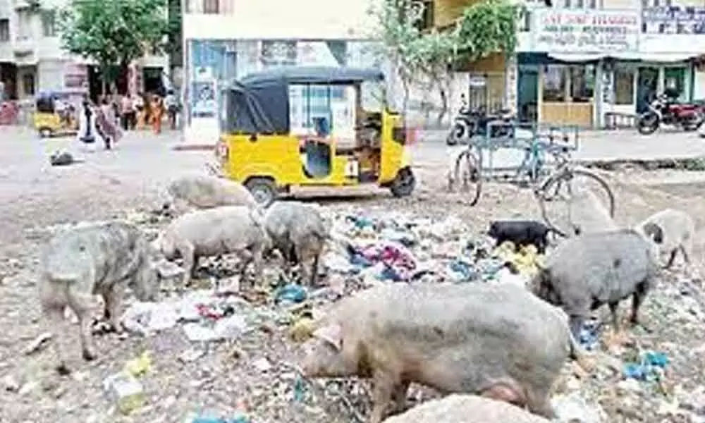 Pigs roam streets of Anantapur