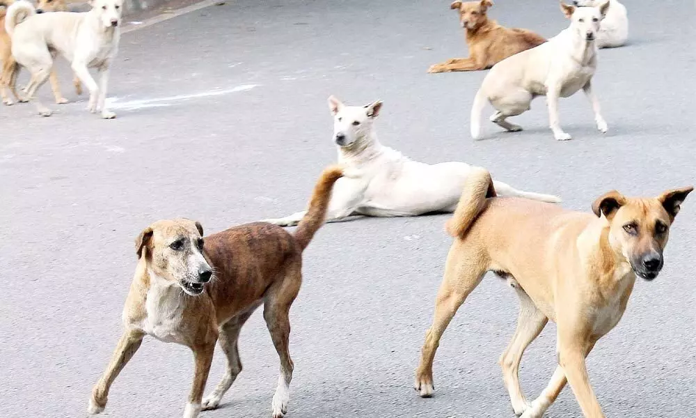 Canine menace alarming in cultural city