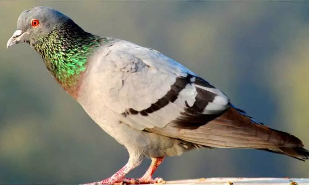 BSF demands FIR against ‘Pak pigeon’
