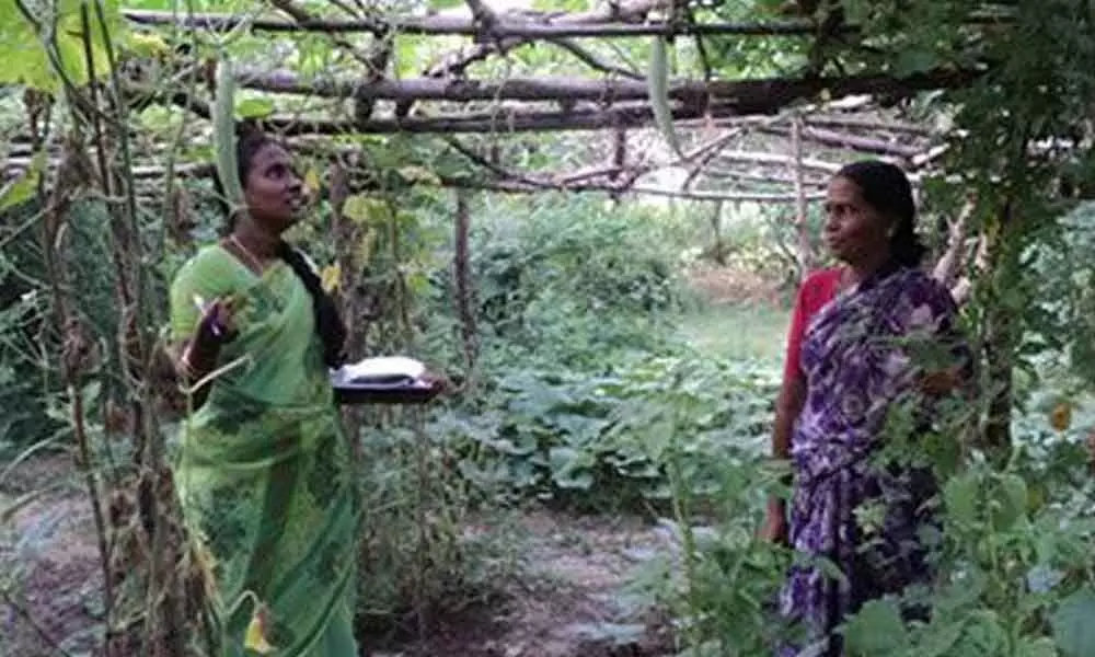 Backyard gardening catching up in Anantapur