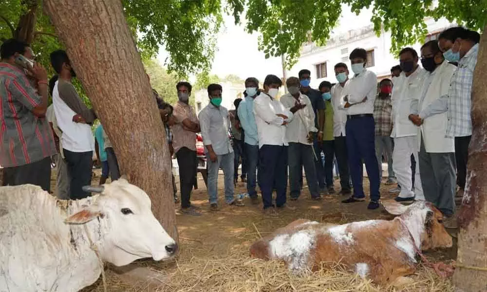 MP Margani Bharat Ram enquiring about mysterious illness in cows in Rajamahendravaram on Thursday