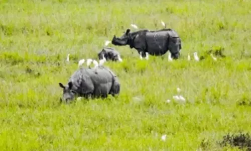 Despite pandemic, Kaziranga attracts 2 lakh tourists in 6 months