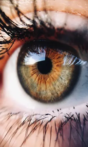 Interesting Facts of Eyes – A Window to the World