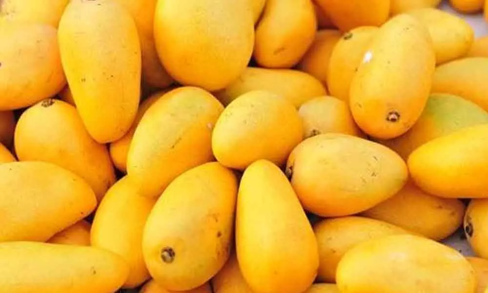 Now US, Europe will relish juicy mangoes from East Godavari district