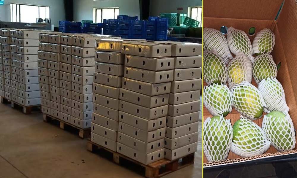 Covid second wave to hit mango exports from Nuzvid to Europe