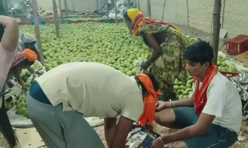 Workers working in mango market in Jagtial without masks