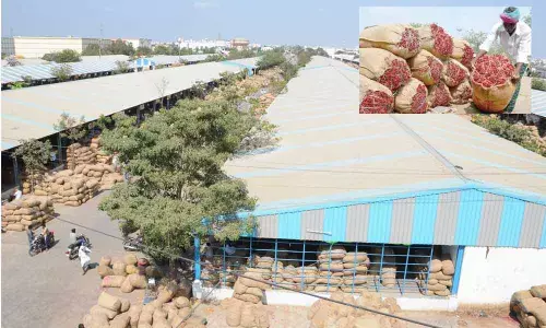 High price brings smile on mirchi farmers’ faces