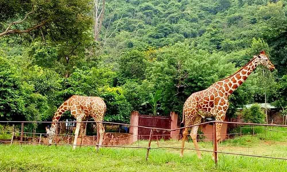 Zoo parks and wildlife sanctuaries to be closed in AP, forest dept. takes decision amid covid cases