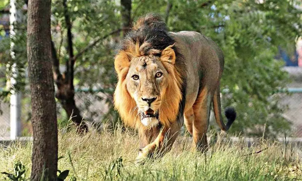 Coronavirus symptoms in eight lions at Hyderabad zoo
