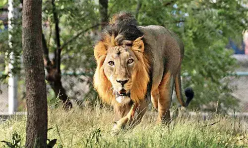 Coronavirus symptoms in eight lions at Hyderabad zoo