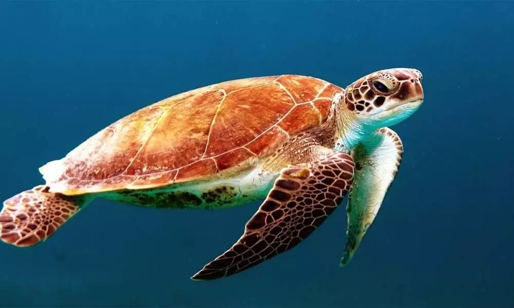 Conservation of sea turtles is a must for a balanced ocean ecosystem: Bhau Katdare