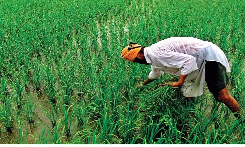 Government formulates special strategy for Kharif 2021 season; Plans to distribute over 20 lakh mini kits of seeds