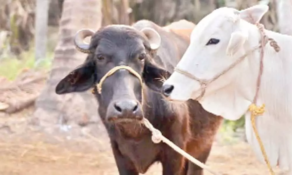 16 labs to check health condition of cattle in East Godavari