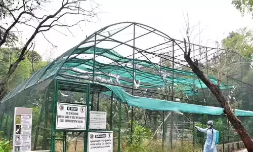 Telangana: Officials Lay Off 20 Employees From Nehru Zoological Park