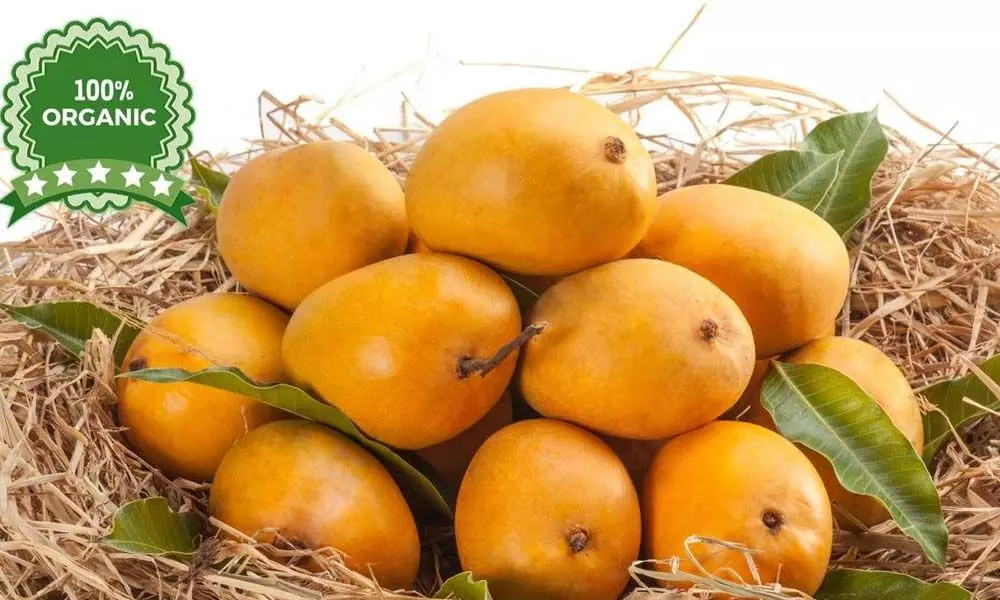 Organic mangoes in demand as Covid surges