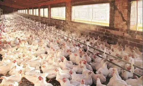 Venkys Q4FY21 results: Reports net profit of Rs 77.90 crore on sales boost